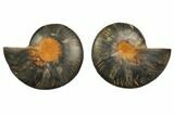 Cut/Polished Ammonite Fossil - Unusual Black Color #132638-1